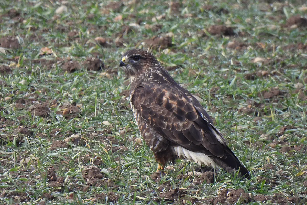 Mäusebussard