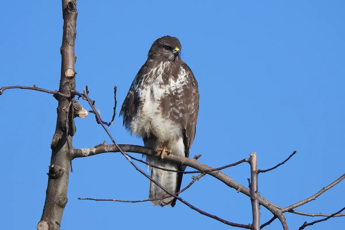 Mäusebussard