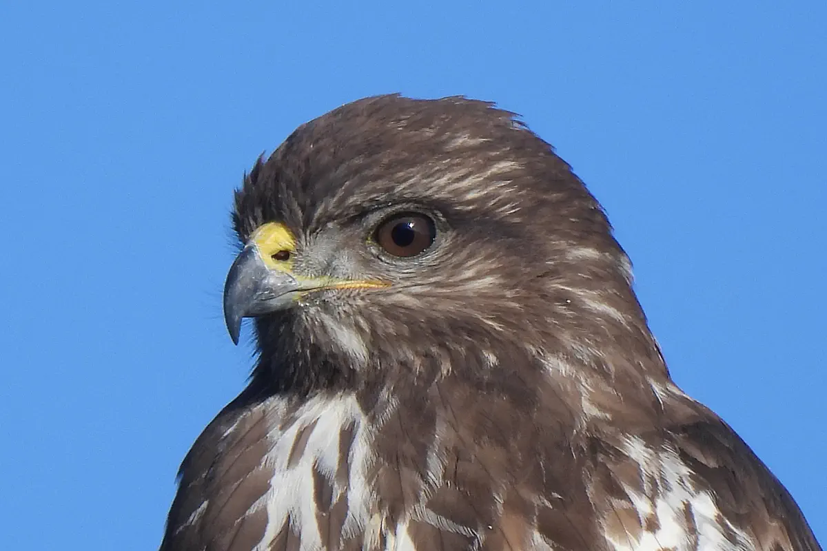 Mäusebussard