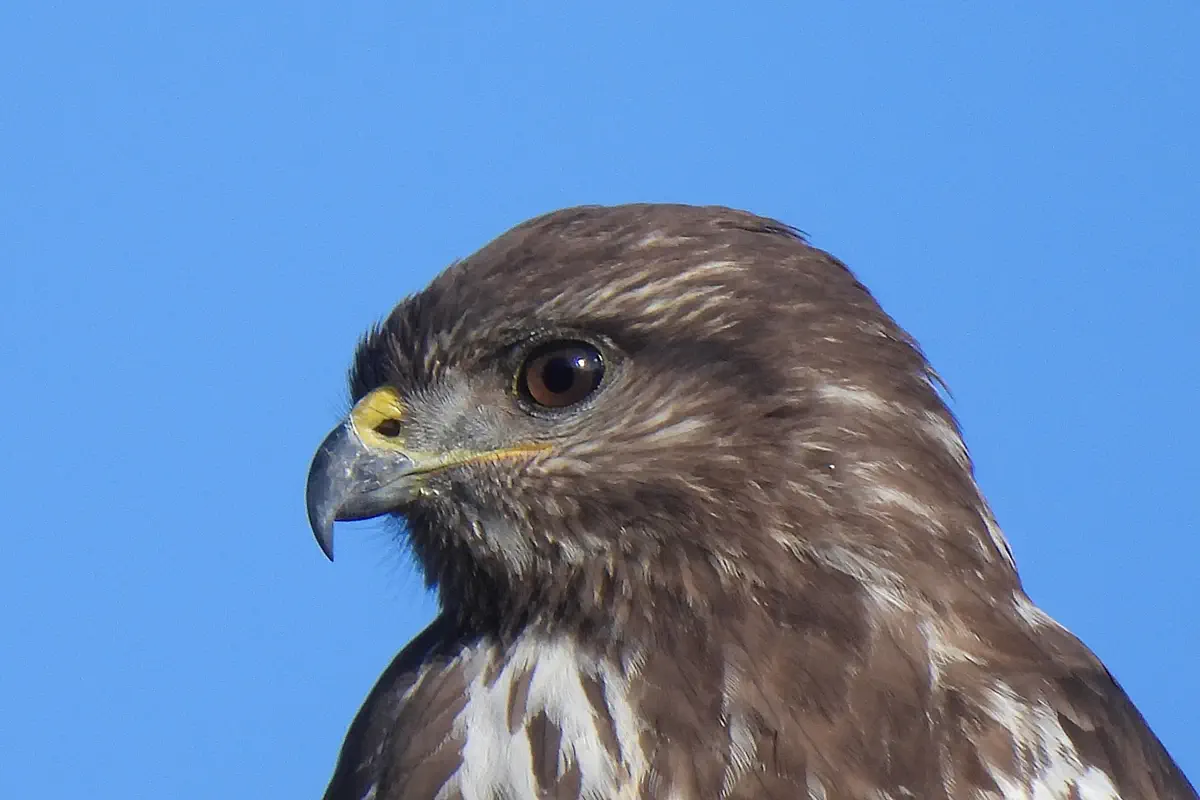 Mäusebussard