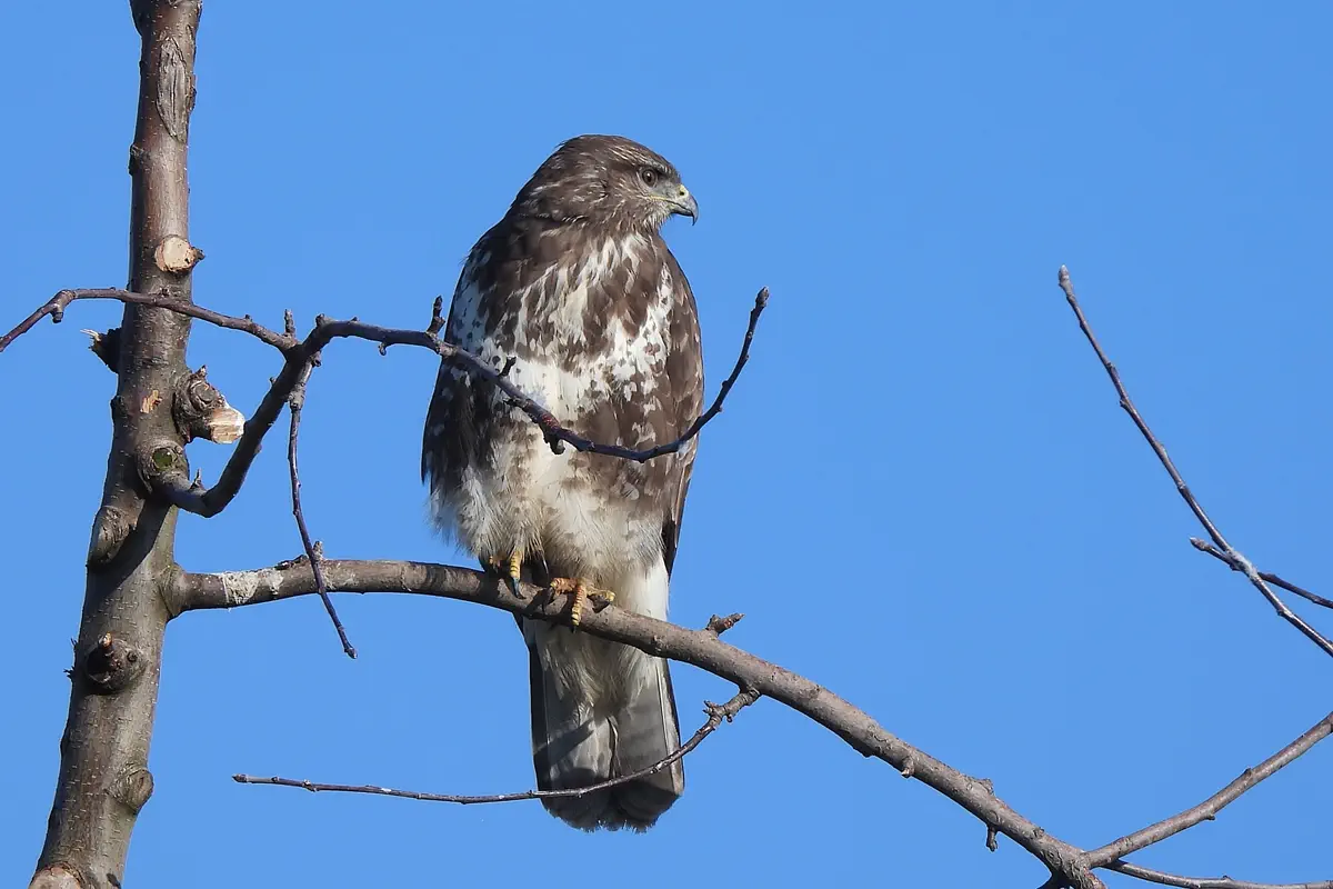 Mäusebussard