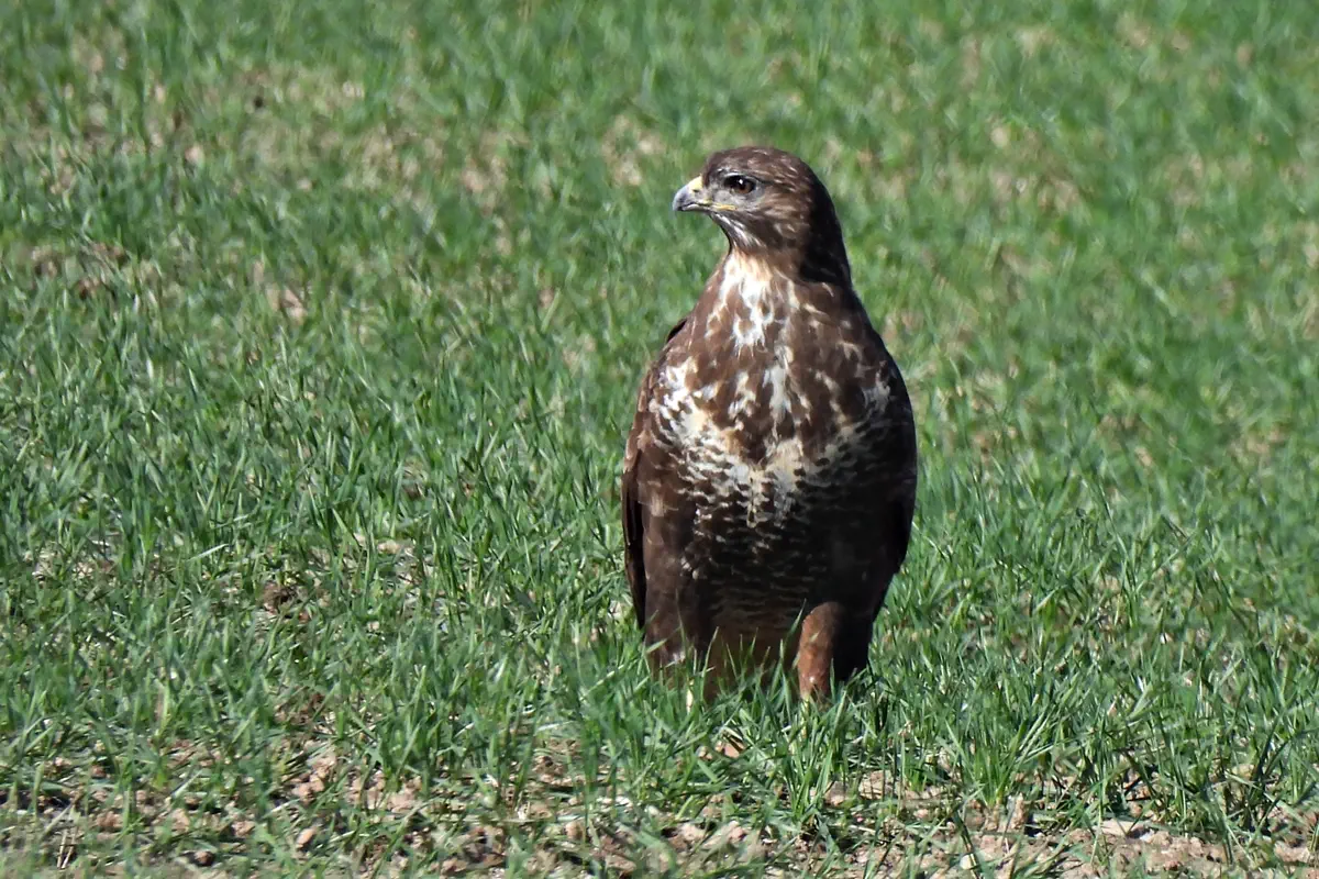 Mäusebussard