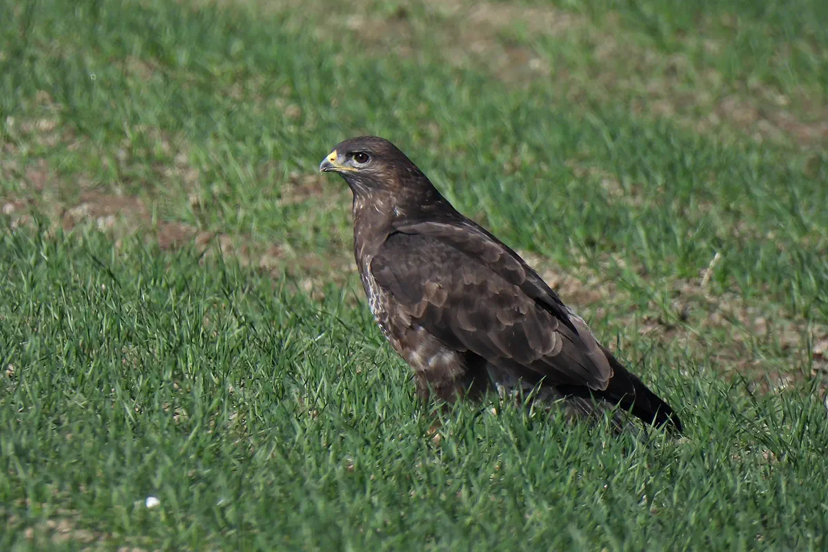 Mäusebussard