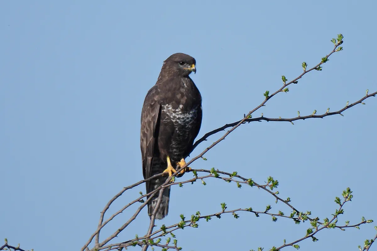 Mäusebussard
