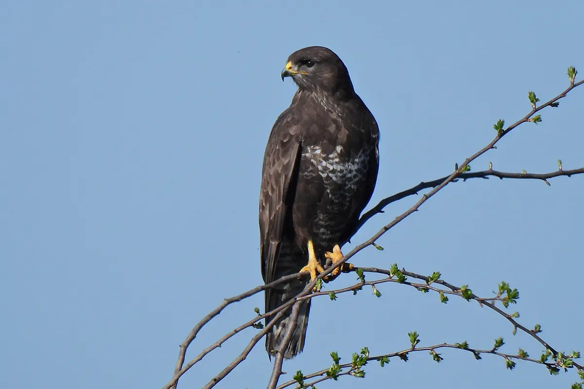 Mäusebussard