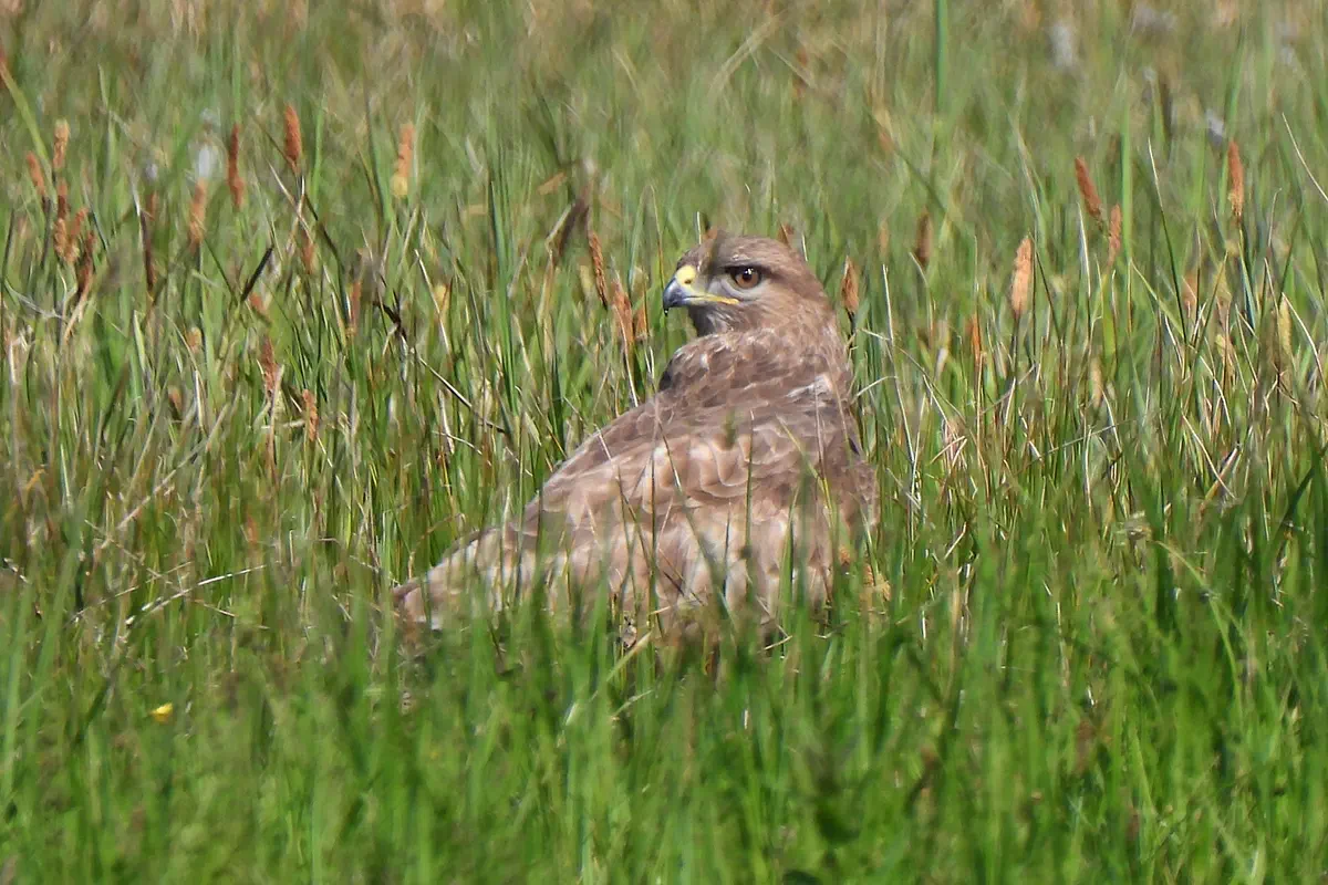 Mäusebussard