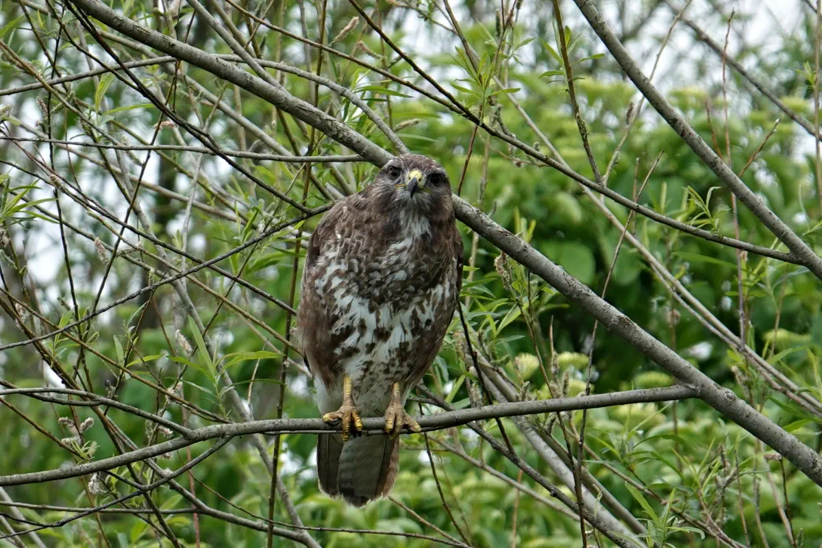 Mäusebussard