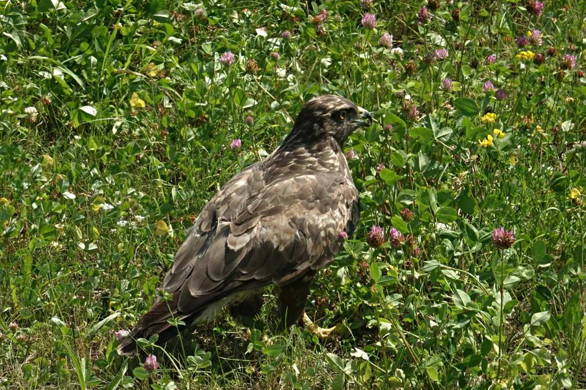 Mäusebussard