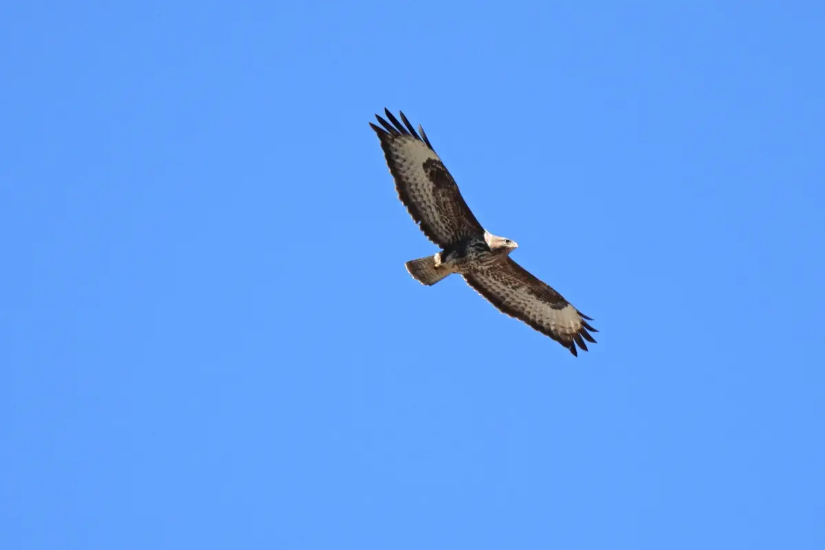 Mäusebussard
