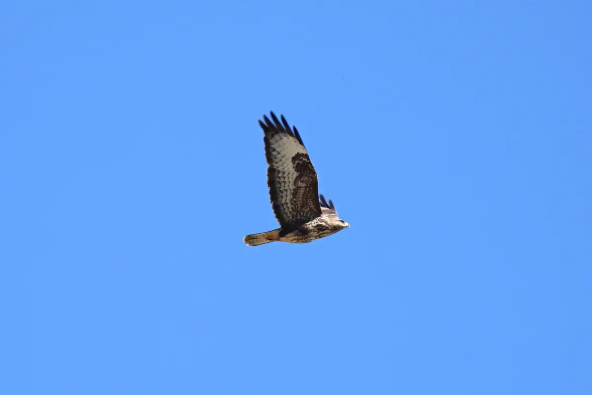 Mäusebussard