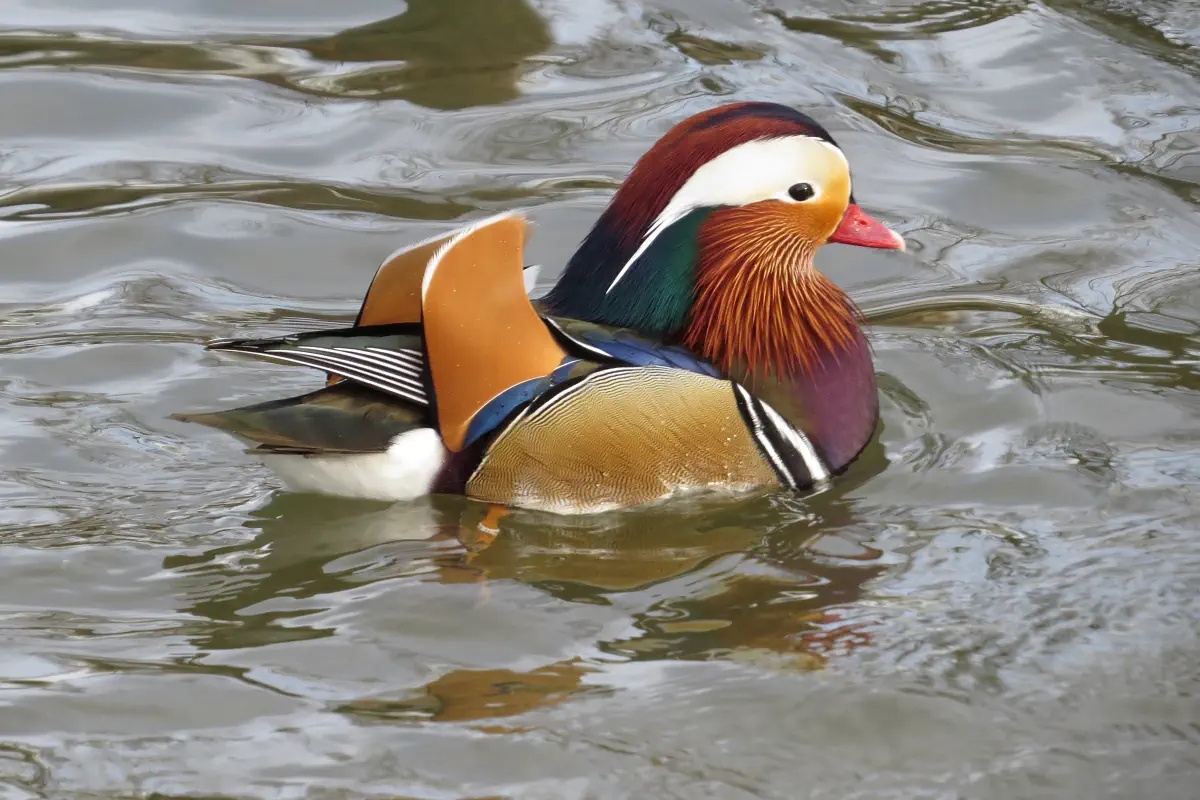 Mandarinente