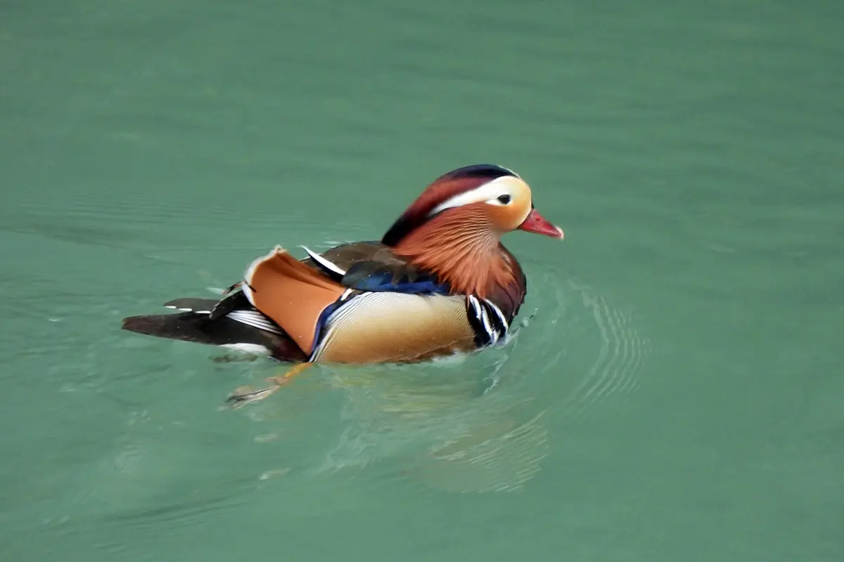 Mandarinente