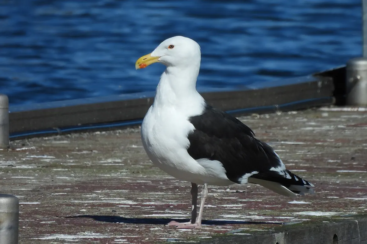 Mantelmöwe