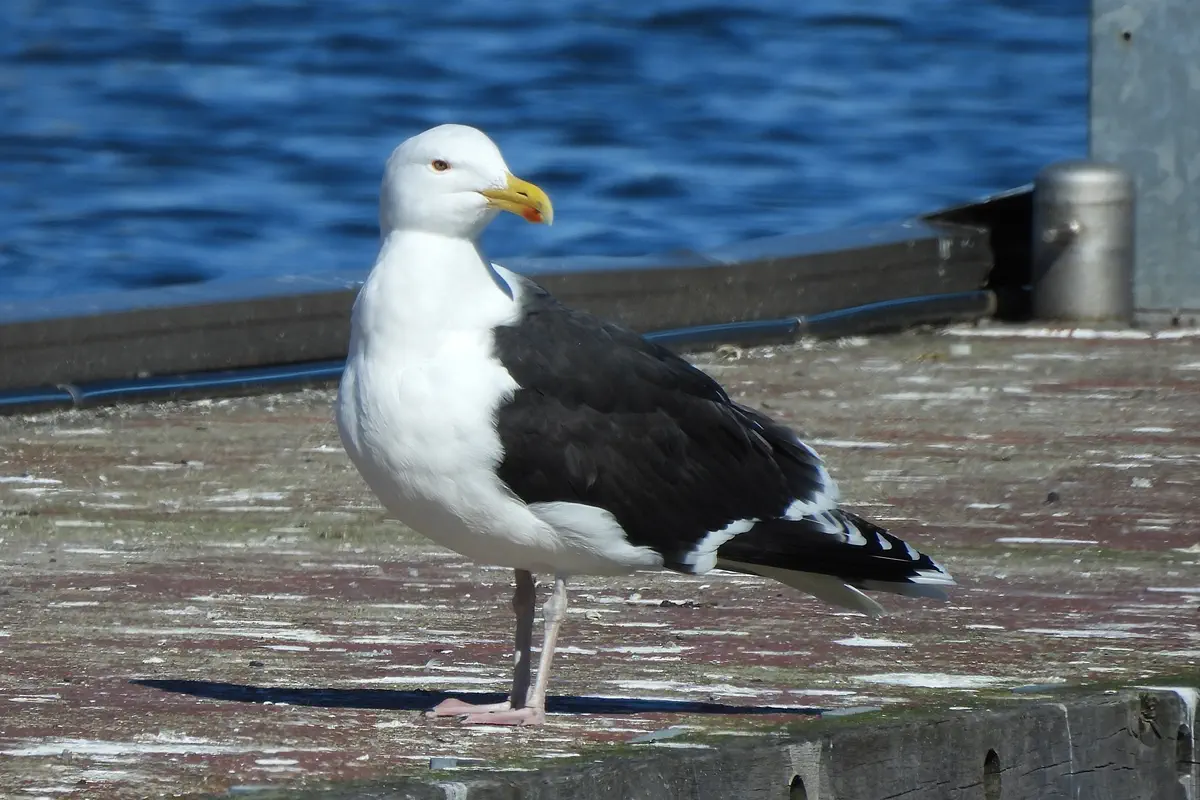 Mantelmöwe