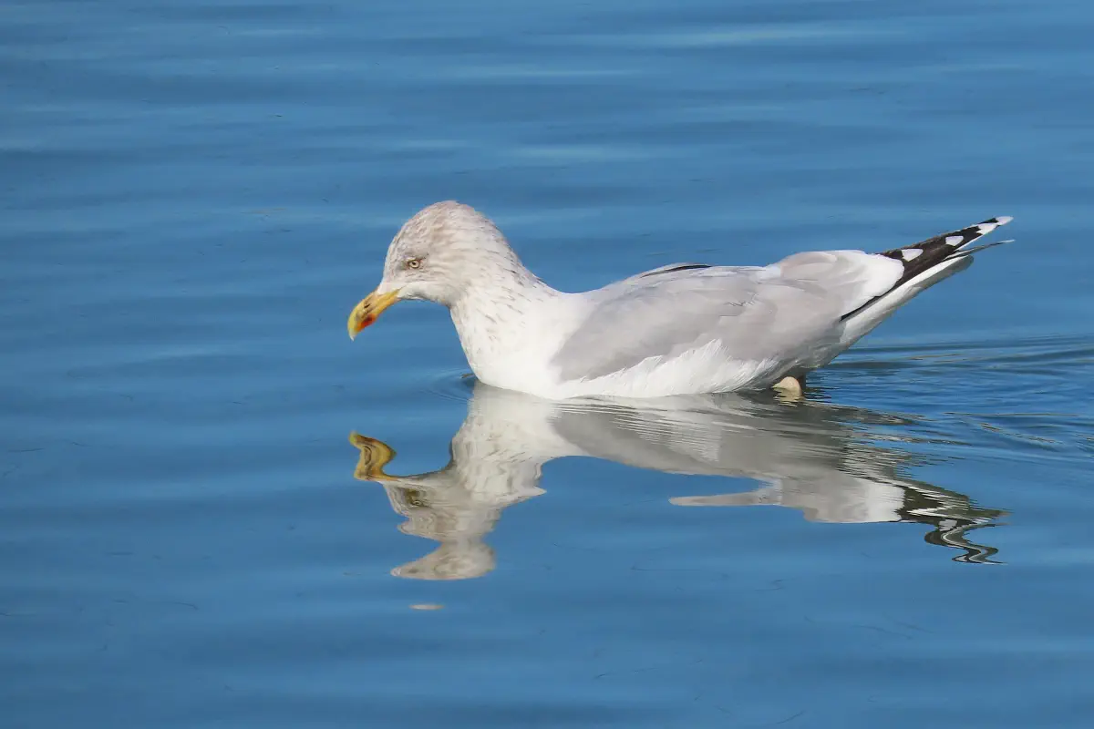 Mittelmeermöwe
