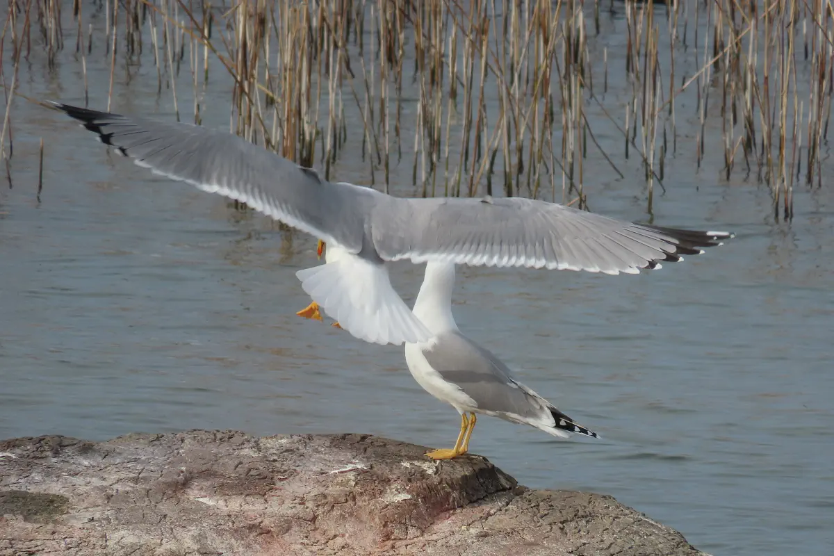 Mittelmeermöwe
