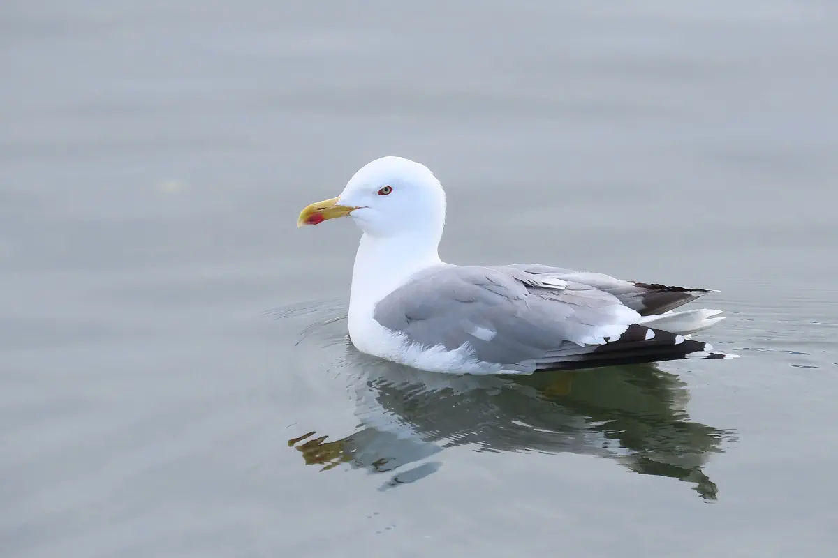 Mittelmeermöwe