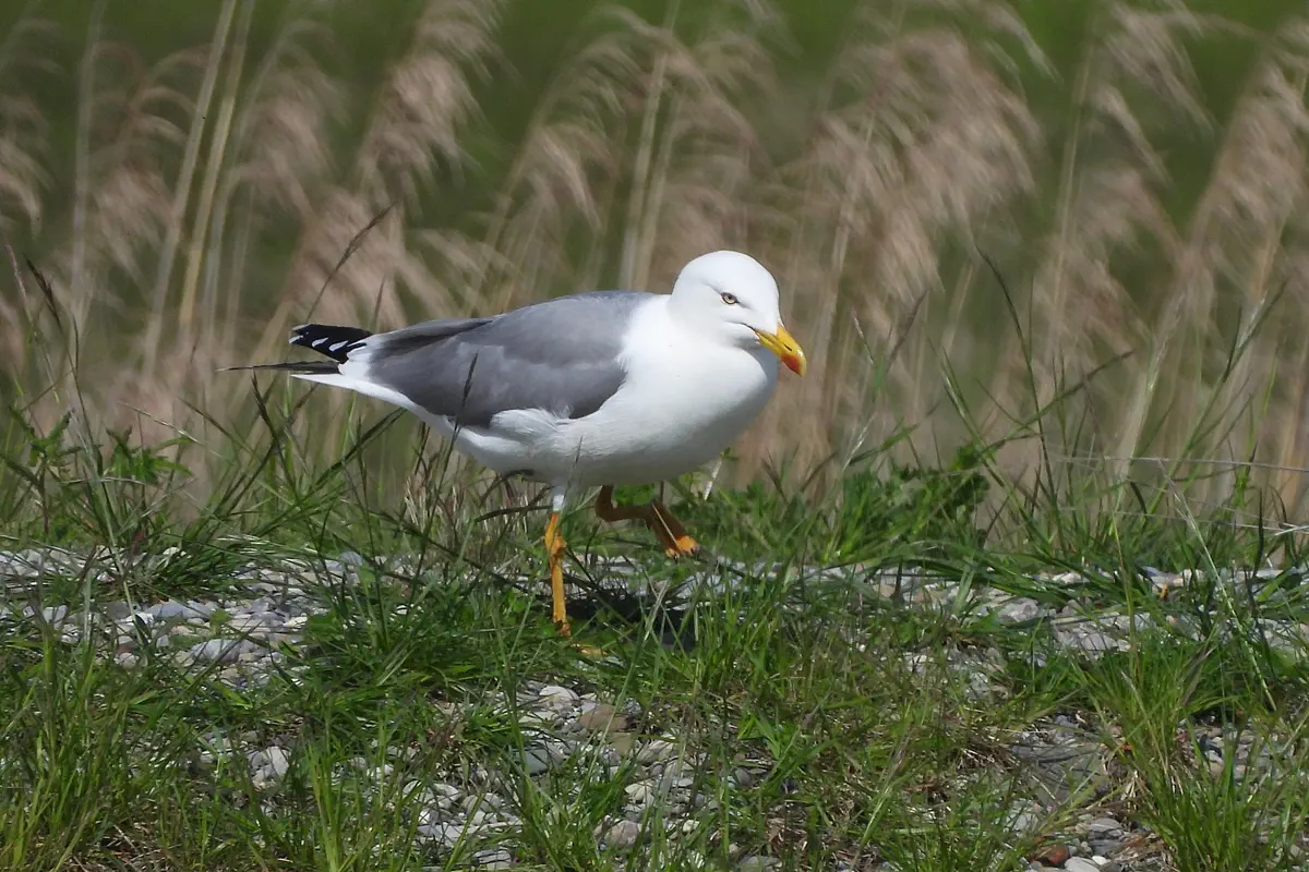 Mittelmeermöwe