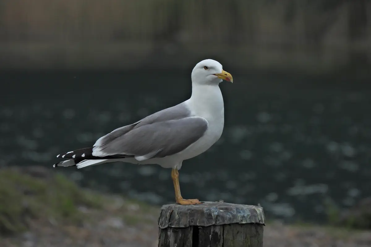 Mittelmeermöwe