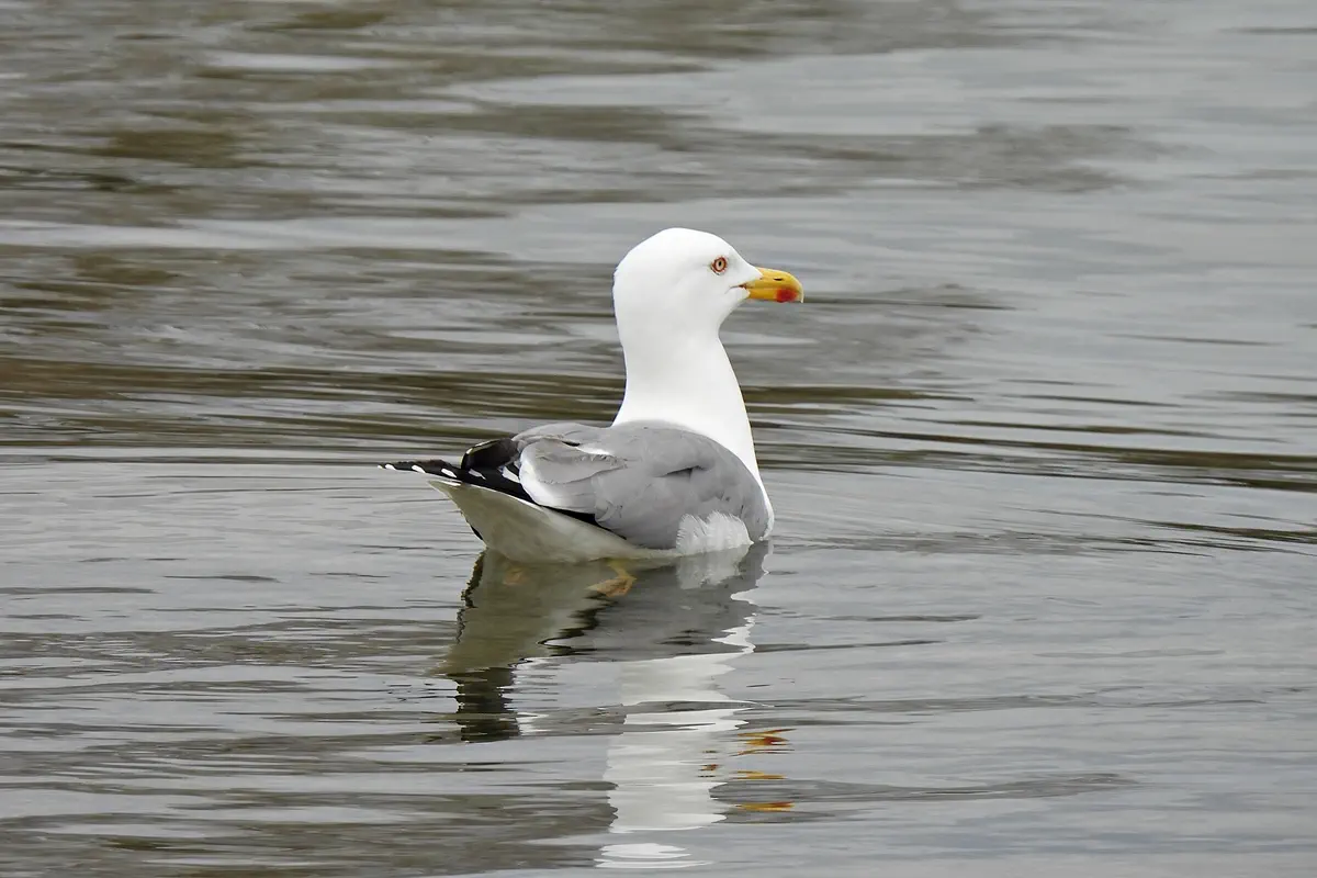 Mittelmeermöwe