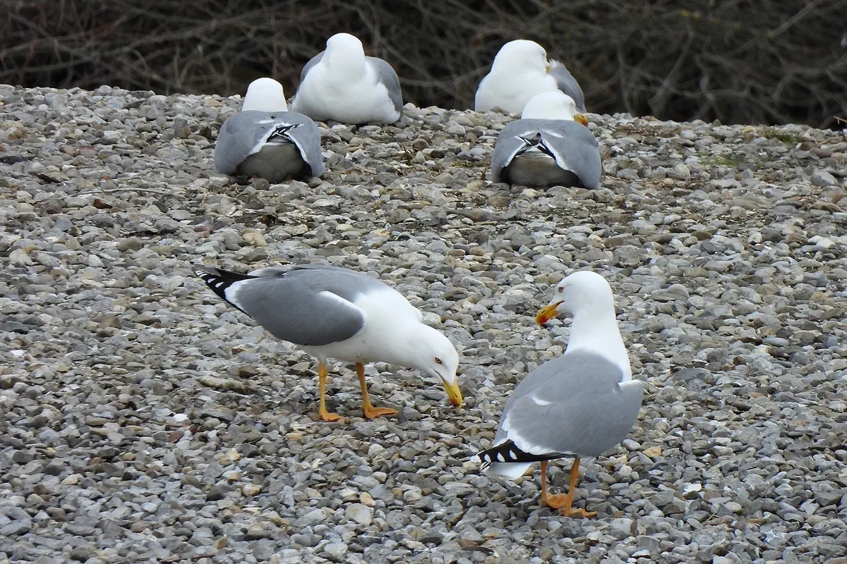 Mittelmeermöwe