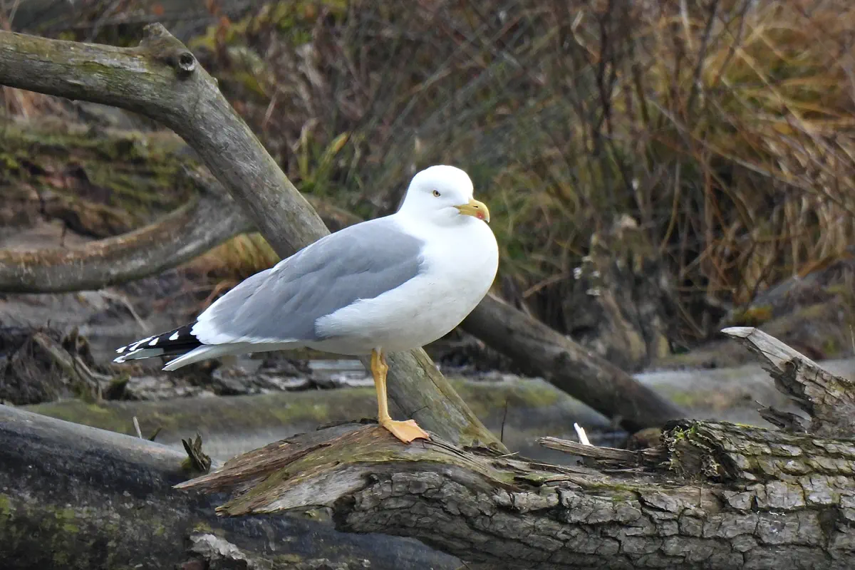 Mittelmeermöwe