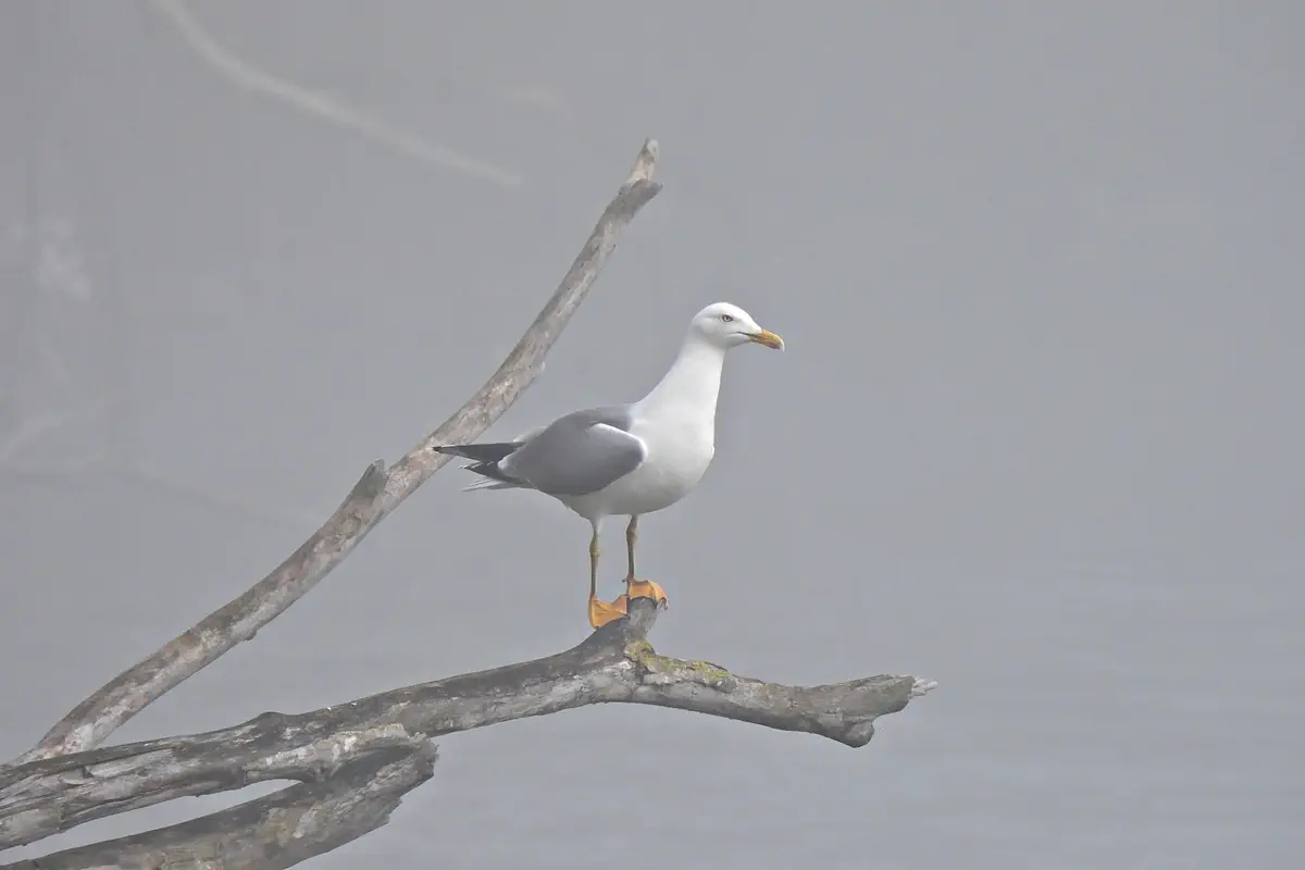 Mittelmeermöwe