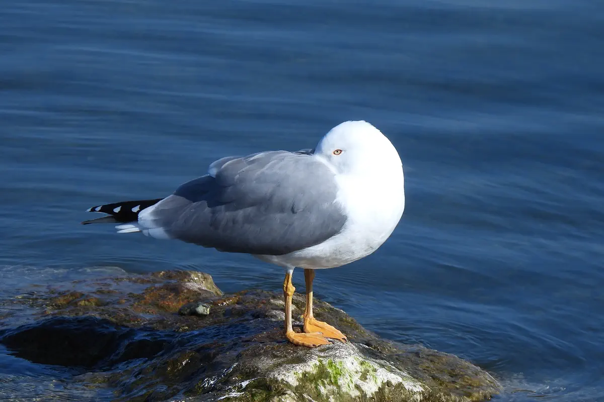 Mittelmeermöwe