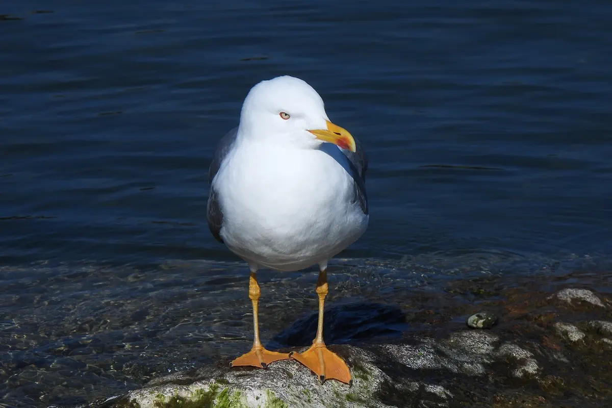 Mittelmeermöwe