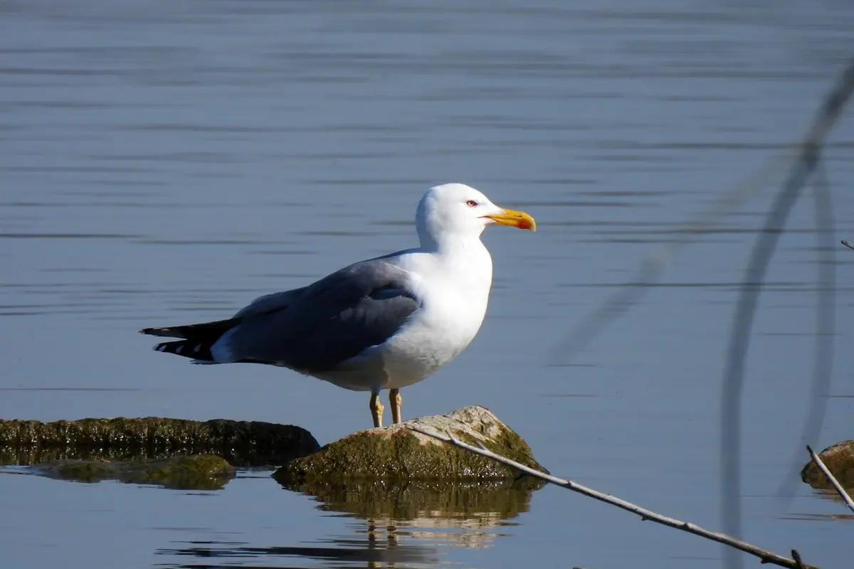 Mittelmeermöwe