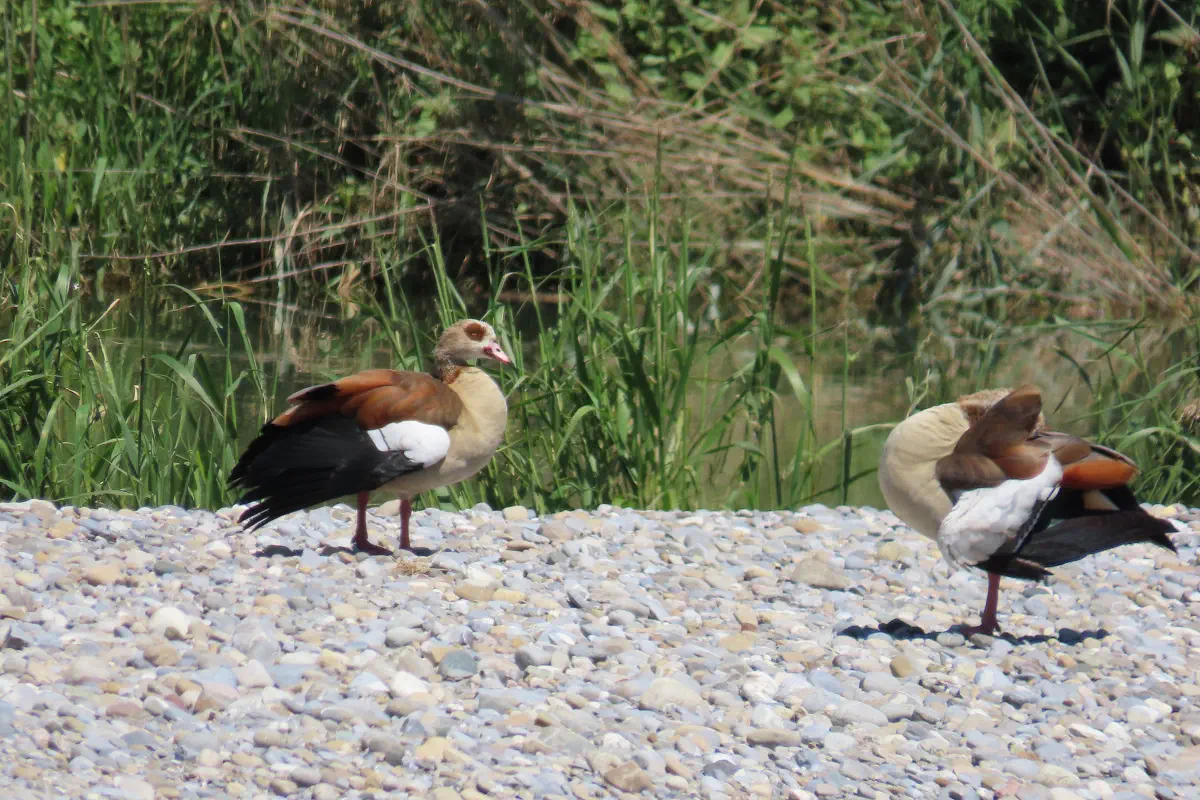 Nilgänse