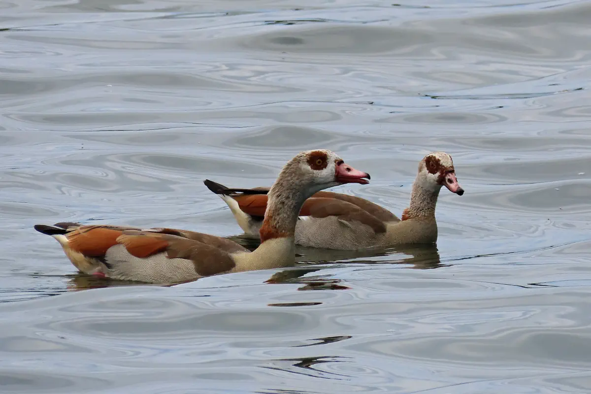Nilgänse