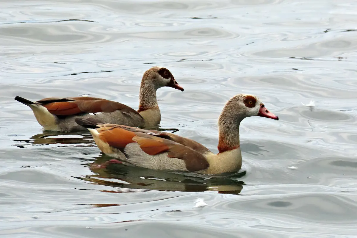Nilgänse
