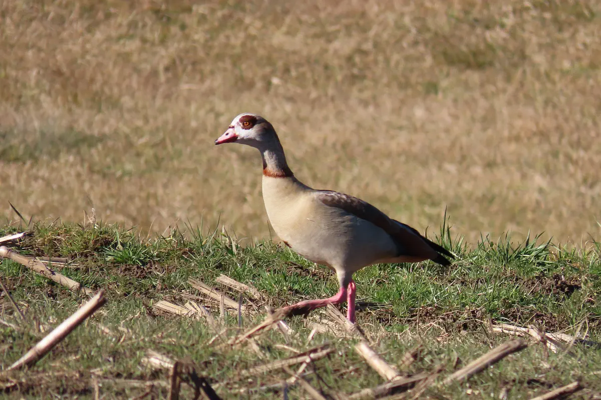 Nilgans