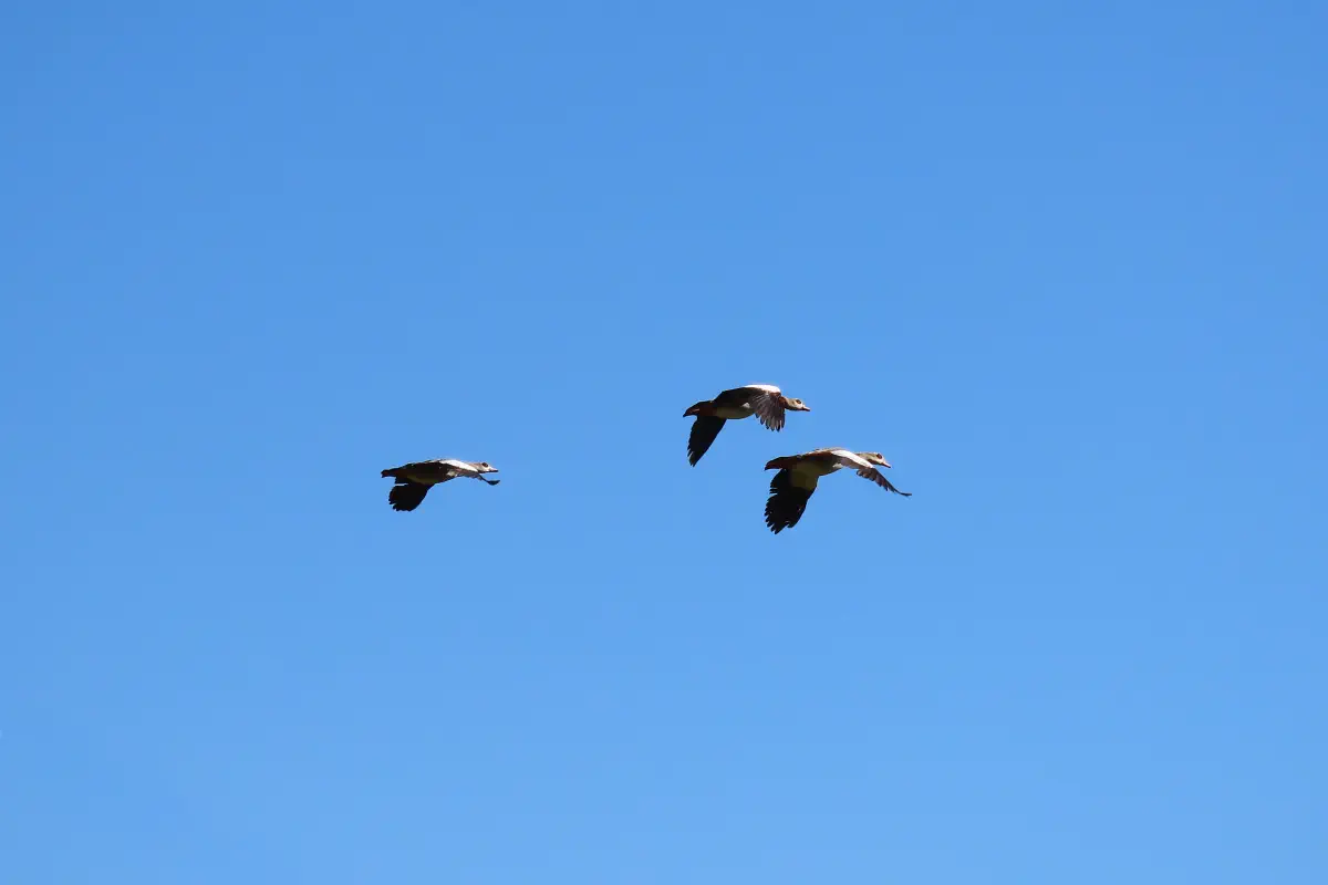 Nilgänse