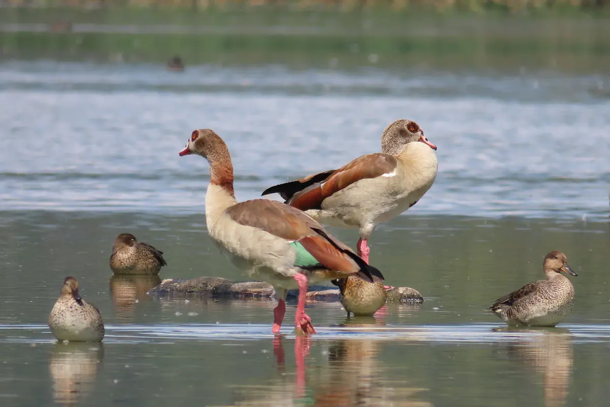 Nilgänse