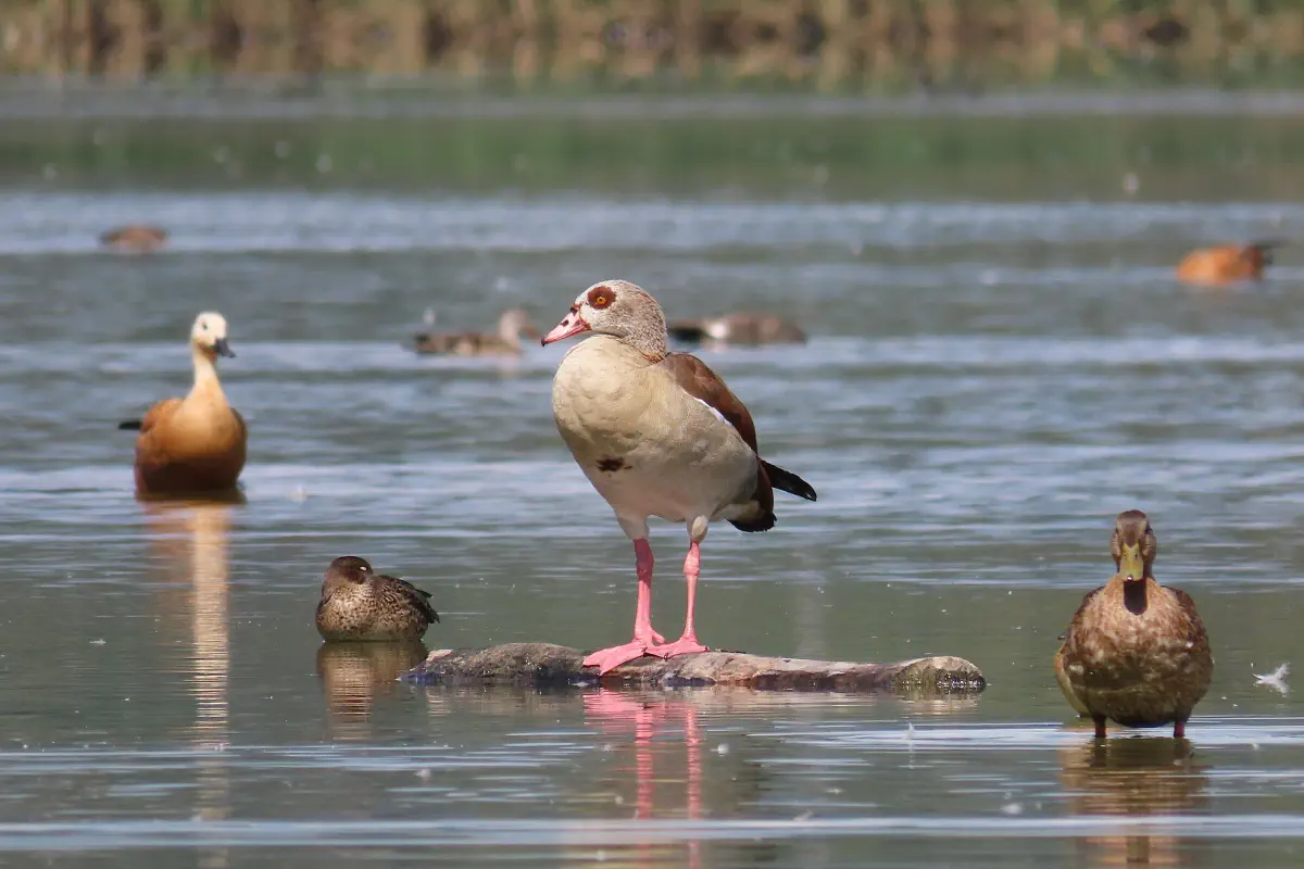 Nilgans