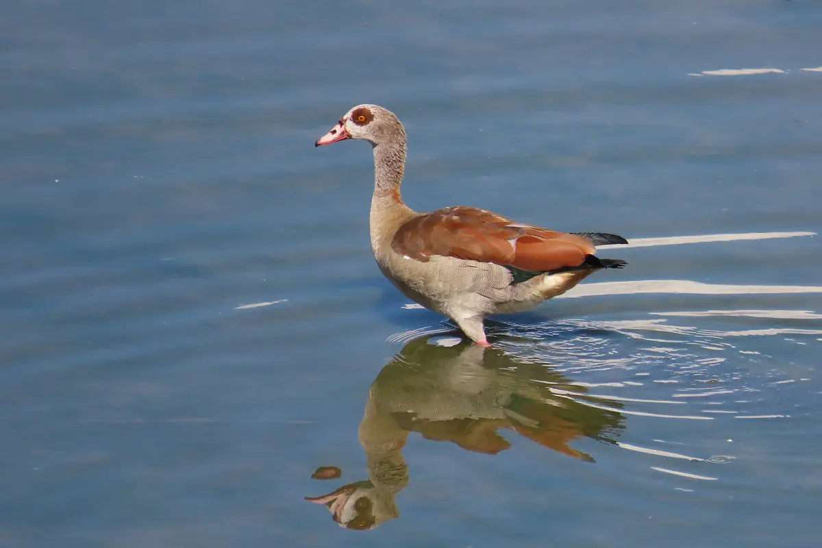 Nilgans