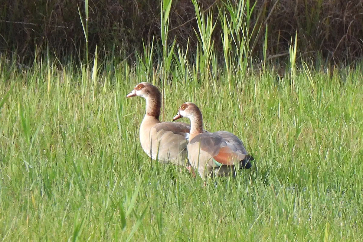 Nilgänse
