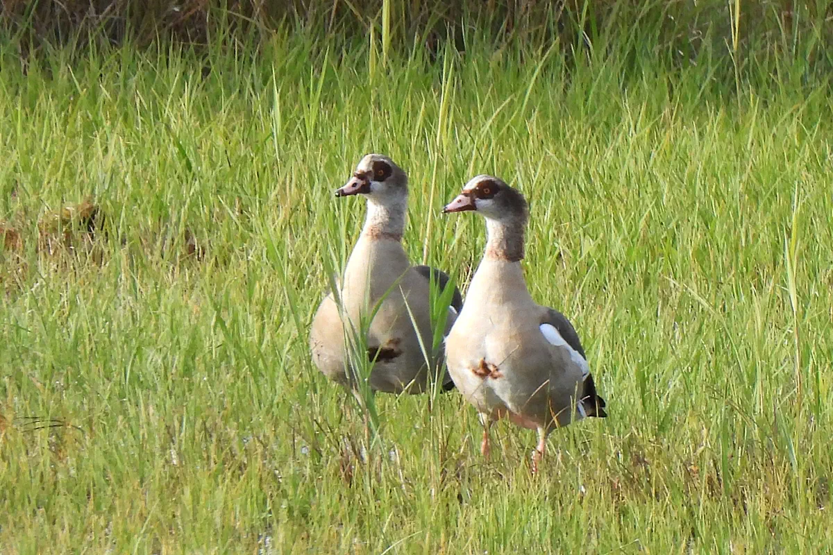 Nilgänse
