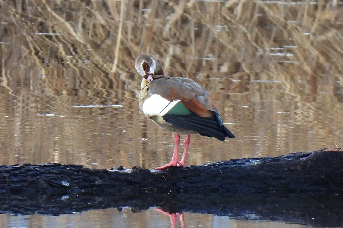 Nilgans
