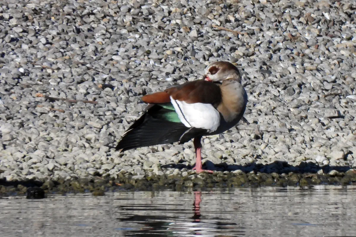 Nilgans