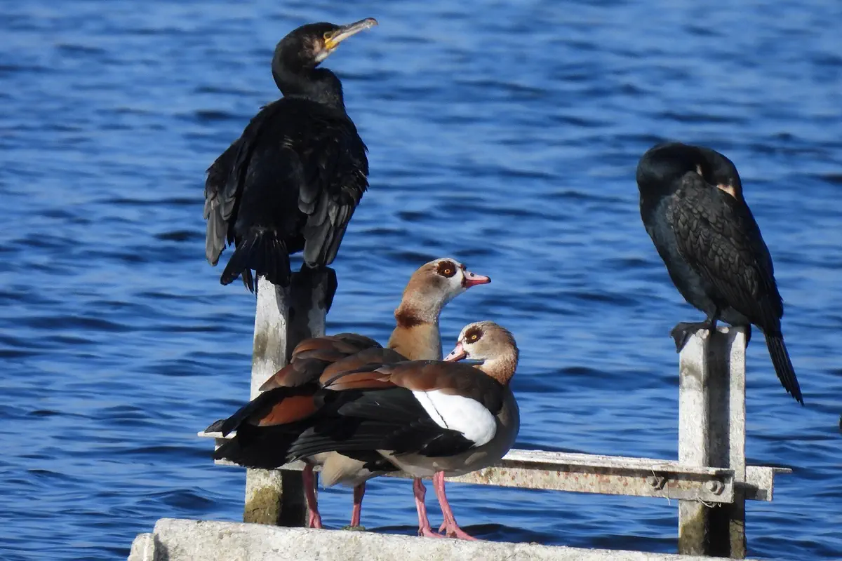 Nilgänse mit Kormoranen