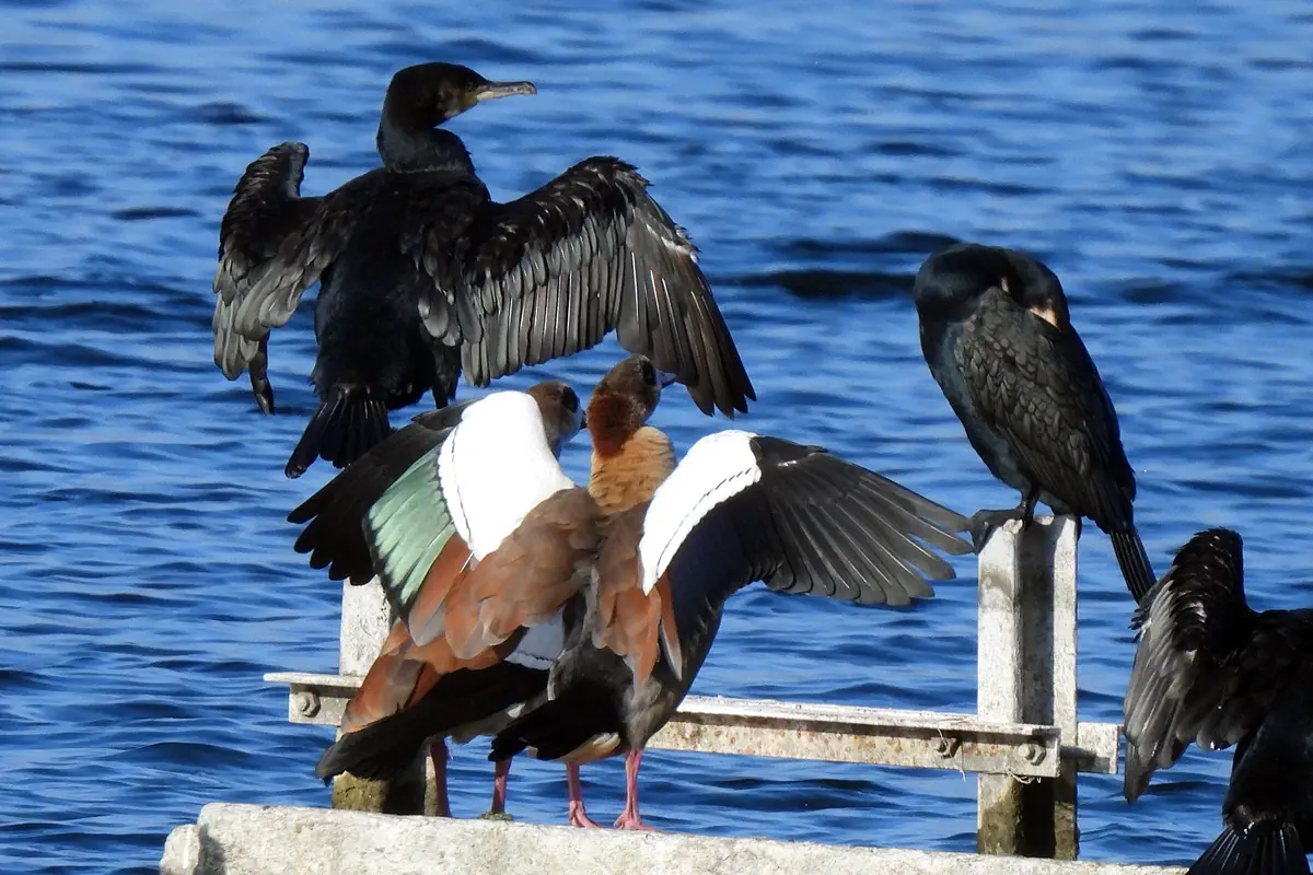 Nilgans mit Kormoranen