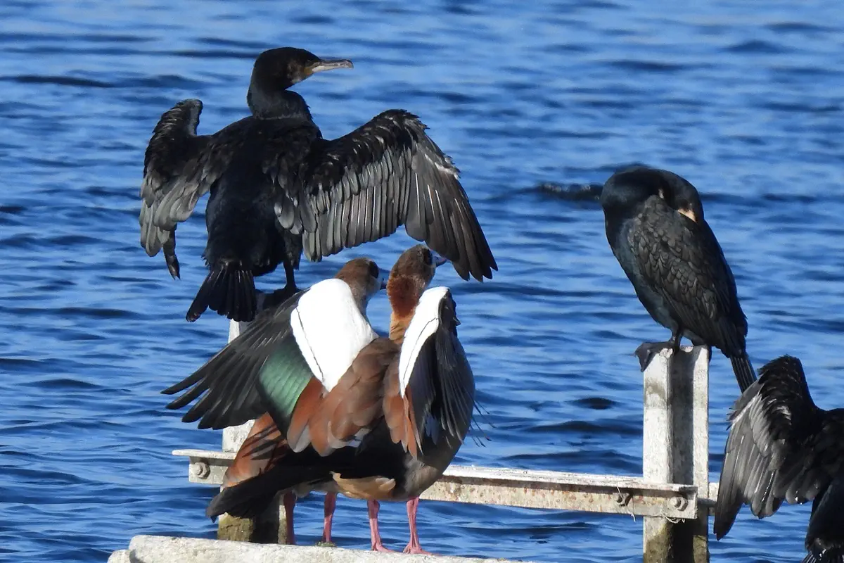 Nilgans mit Kormoranen