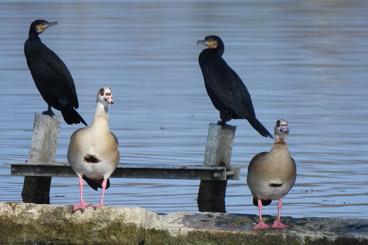 Nilgänse mit Kormoranen