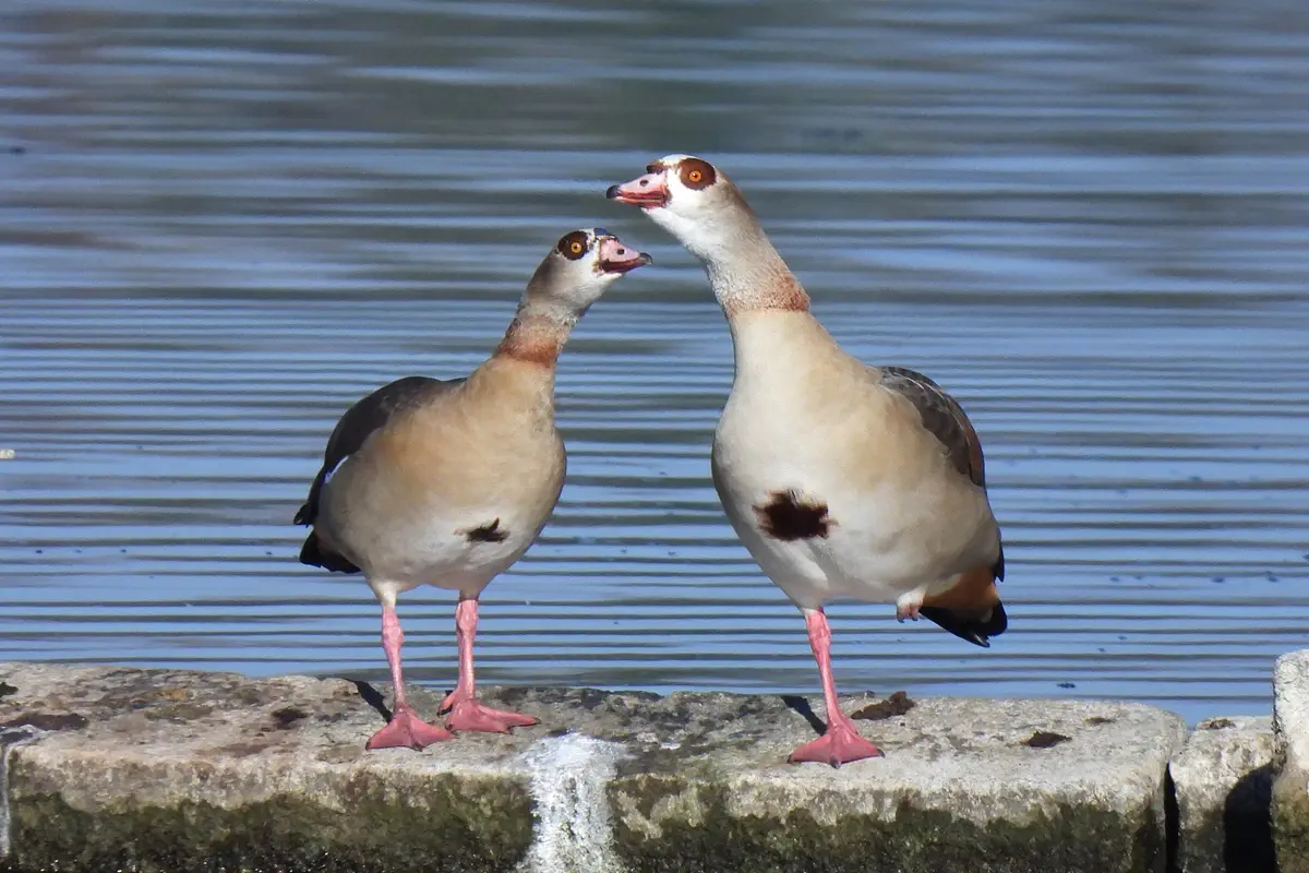 Nilgänse