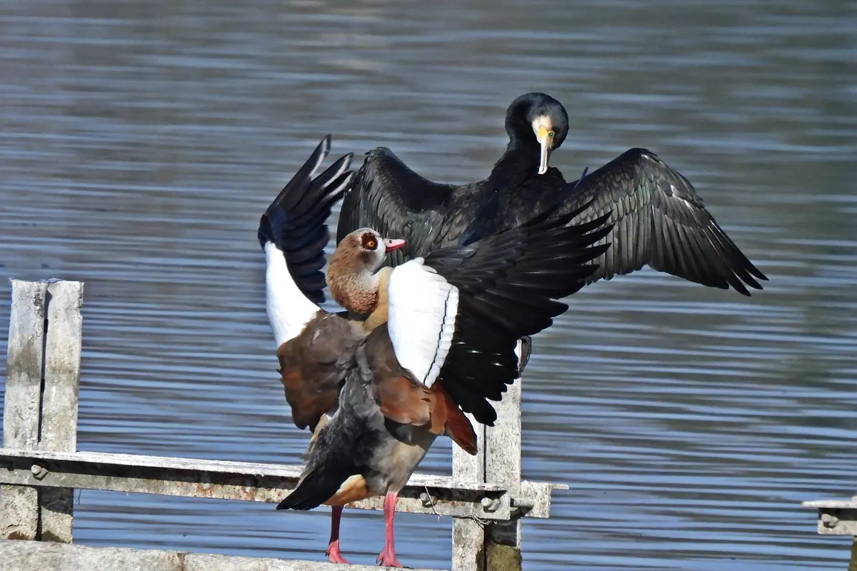 Nilgans mit Kormoran