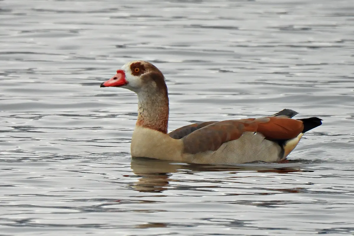 Nilgans