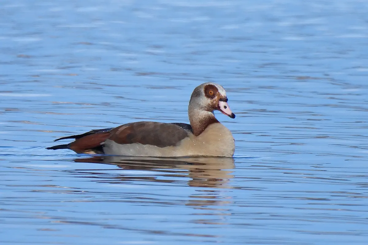 Nilgans